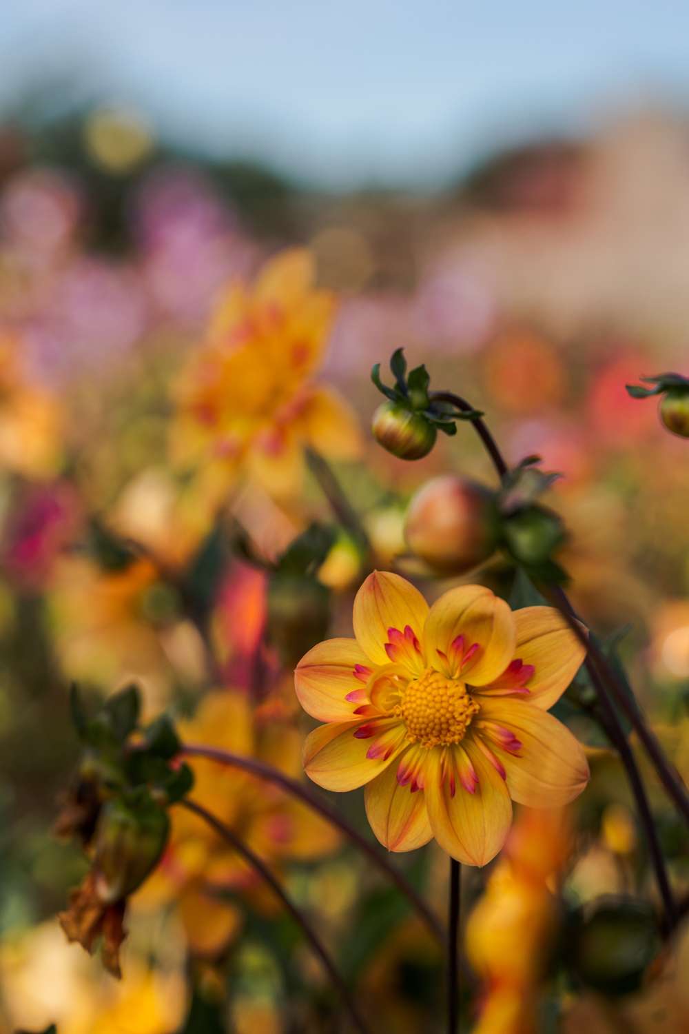 Dahlia 'Kelsey Annie Joy'